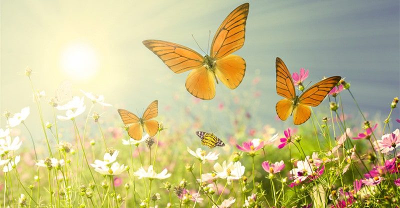 5 Confirmed Methods for Attracting Butterflies to Your Backyard