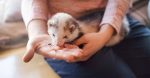 Selecting A Pet: What Are The Finest Pets To Personal?