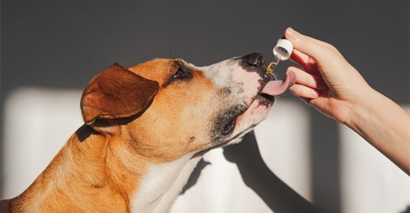 All The Good Sides Of CBD Oil For Canines