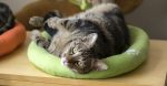 5 Ideas On Selecting The Excellent Cat Mattress