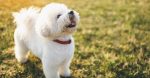 What Canine Breed Is The Greatest For First-Time Homeowners