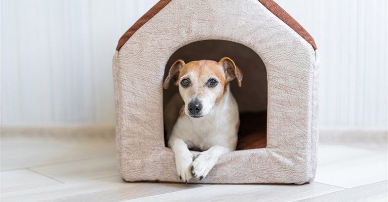 The Final Information of Canine Home Designs and The right way to Perceive Them