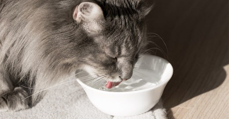 5 Methods To Get Your Cat To Drink Extra Water