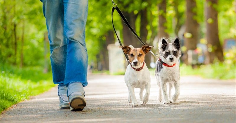 Shopping for Leash and Collar for Your Pet?