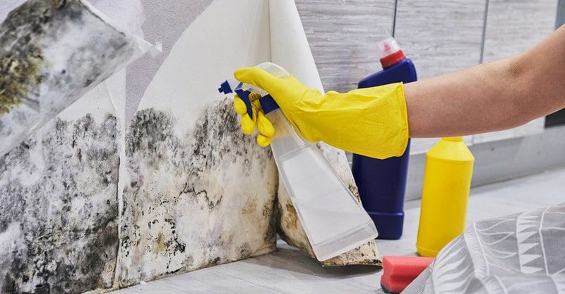 How To Deal With Mould On Drywall