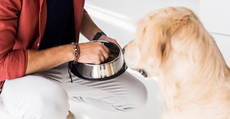 The Professionals and Cons of 4 In style Canine Meals