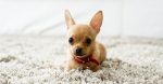 How you can Prepare a Chihuahua: Six Important Suggestions for a Nicely-Behaved Pet