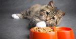 Why Ziwi Peak Cat Meals Would possibly Be an Glorious Selection for Your Fluffball